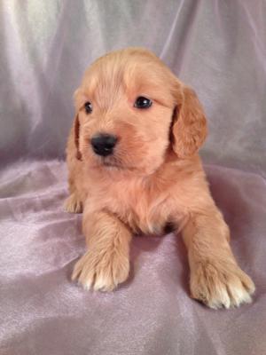 Female Goldendoodle Puppy for sale #16 Born April 10th, 2013|Goldendoodles Puppies by Professional Goldendoodle Breeders
